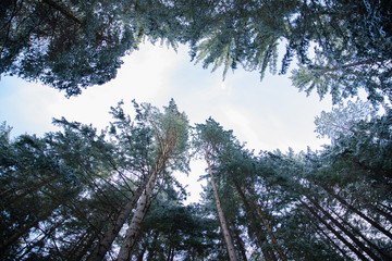 A view of the sky in the forest in the Zakopane in Poland path leading to the mountain ridge