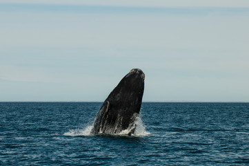 Fototapeta premium Whale jumping in Peninsula Valdes,, Patagonia, Argentina