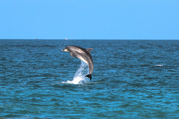 Fototapeta premium Dolphin in New Zealand 