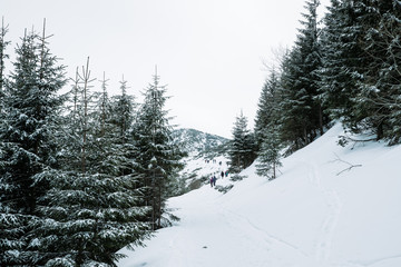 A dense coniferous forest in the area of Zakopane in Poland leading to the mountain ridge