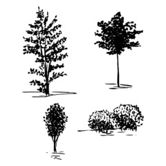 Sketch trees, set of hands drawn silhouette trees, vector illustration isolated on white background