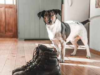 Dog and leather boots on wooden floor. Vintage home interior..