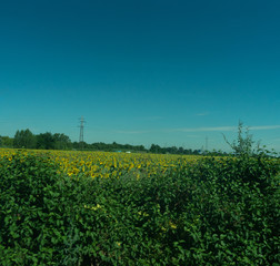 Italy,La Spezia to Kasltelruth train, a large sunflower field