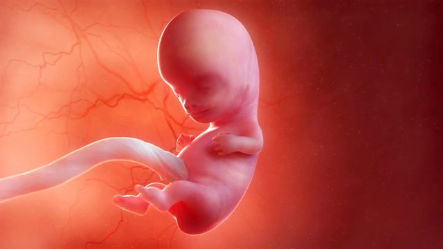 9 week old fetus