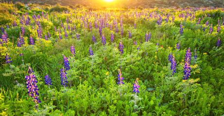Naklejka premium Blue lupine flowers at sunset