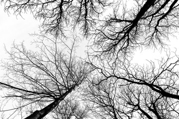 Low angle view of barren trees in the park ( B&W intense effect)
