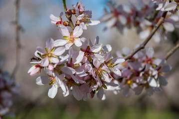 Fototapeta na wymiar Close-up of white flowers of almond tree