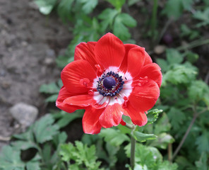 Anemone de Caen, Hollandia in early morning on blurred natural background. First spring flowers. Closeup