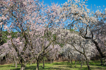 Landscape of almond blossoms