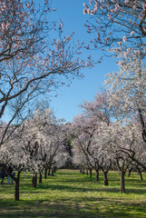 Vertical landscape of almond blossoms