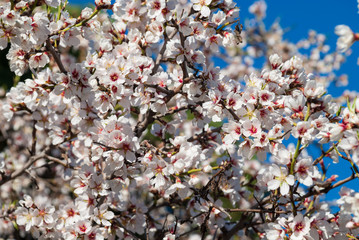 Close-up of white almond blossom branches