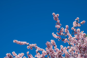 Almond branches in pink flower over blue sky