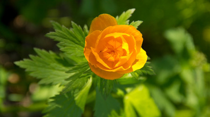 Mountain plant Trollius.