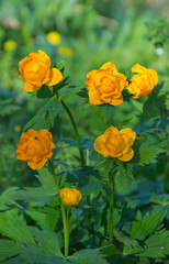 Mountain plant Trollius.