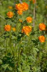 Naklejka premium Mountain plant Trollius.