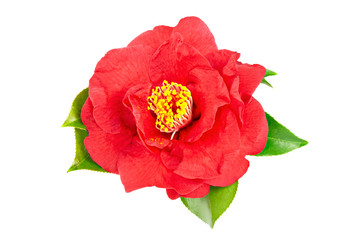 Red camellia flower isolated on white background
