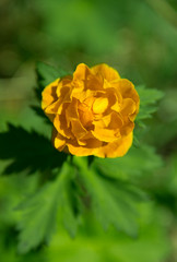 Mountain plant Trollius.