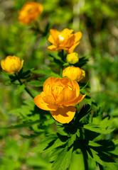 Mountain plant Trollius.