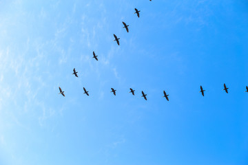 Flying birds in the shape of an arrow in the sky. Bird migration