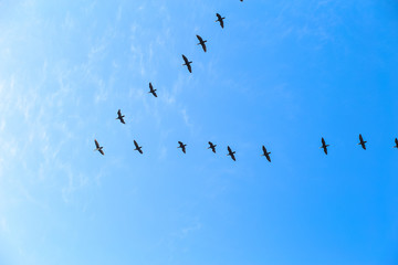 Fototapeta premium Flying birds in the shape of an arrow in the sky. Bird migration