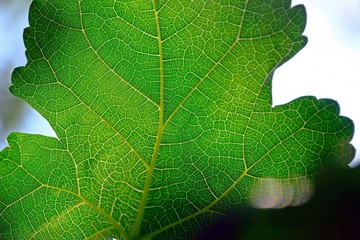 Close up texture of green mulberry leaf and veins with reflecting ray sunlight.
