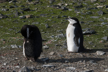 Chinstrap Penguin, Paulet island, Antartica, Scientific name,Pygoscelis antarcticus