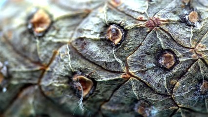 Close-up of cedar cone bark. Organic natural bark of pine cones with texture of wood cells. Close-up shot of bark cones with all detailed cuts