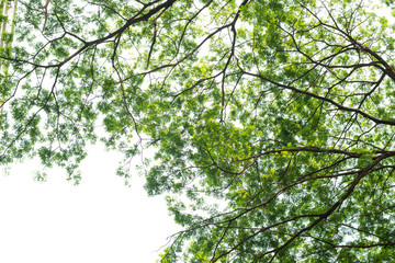 Green leaf background.