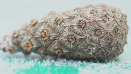 Close-up of cedar cone on white isolated background. Closed immature coniferous pinecone conical shape perfect for winter decor
