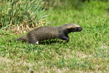 Little grison,Pampas, Patagonia, Argentina