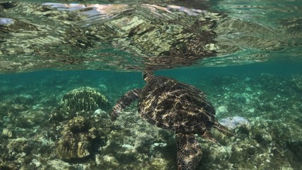 Tortue, Ile d'Apo, Philippines