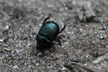 Escarabajo verde metalico