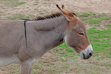10.09.2018 DE, NRW, Wahner Heide Esel Equus asinus asinus