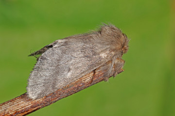 21.07.2018 DE, NRW, Leverkusen Eichen-Prozessionsspinner Thaumetopoea processionea (LINNAEUS, 1758)
