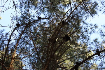 árbol, paisaje, cielo, naturaleza, césped, verde, bosque, árbol, verano, dehesa, insaturado, al aire libre, cerro, impresiones, amarilla, diurna, nube, primavera, a, desierta, campo, horizonte, primav