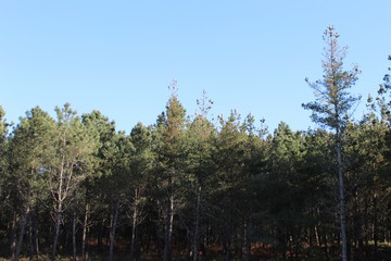 Bosque de Galicia