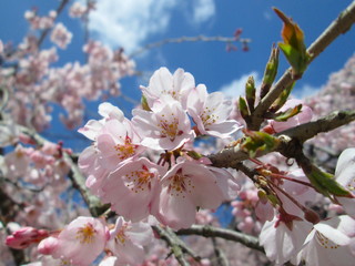 桜