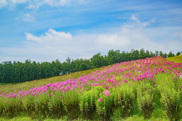 Fototapeta na wymiar The famous and beautiful Panoramic Flower Gardens Shikisai-no-oka
