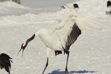 タンチョウヅル