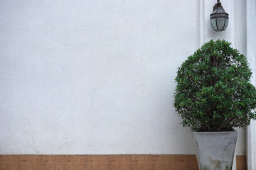 plant and wall in empty for artwork