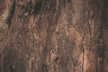 wood texture background