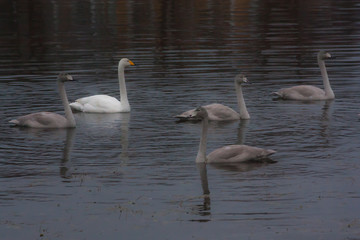Autumn dark calm landscape on a foggy river with a white swans and trees reflection in water. Finland, river Kymijoki.