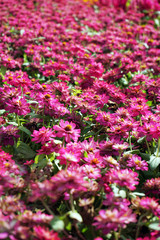 Fototapeta premium Close up small pink flowers field background