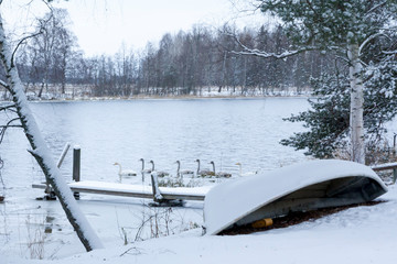 Winter calm landscape on a river with a white swans. Finland, river Kymijoki.