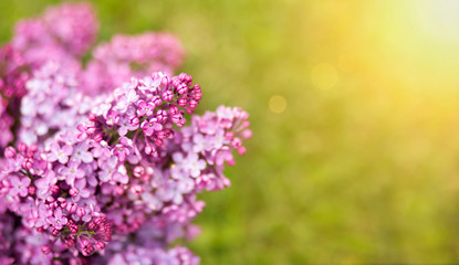 Spring forward, springtime concept - web banner, background of purple flowers
