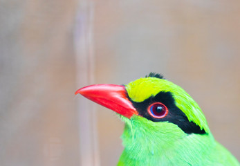 Green Magpie Bird Head Close Up