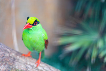 Fototapeta na wymiar Green Magpie Bird Thief