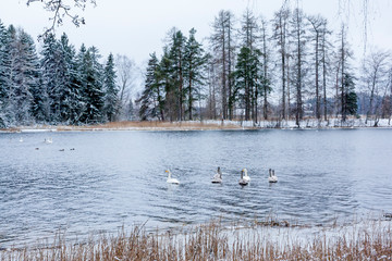 Winter calm landscape on a river with a white swans. Finland, river Kymijoki.