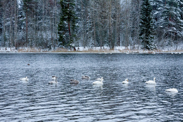 Winter calm landscape on a river with a white swans. Finland, river Kymijoki.