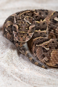 Puffotter (Bitis arietans)